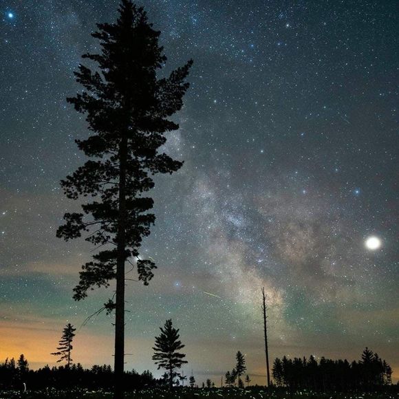 Meet your Posher, Bobbie - Picture 1 of 1